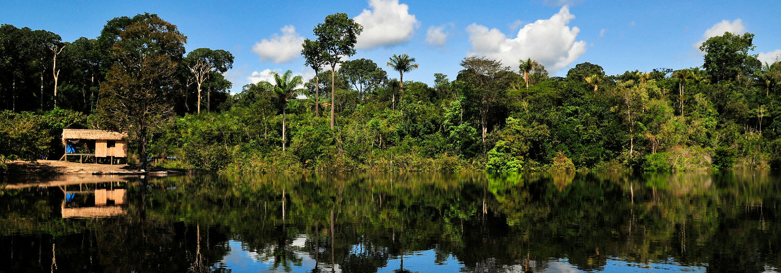 Ancient Amazon farming methods offer lessons for rainforest ...