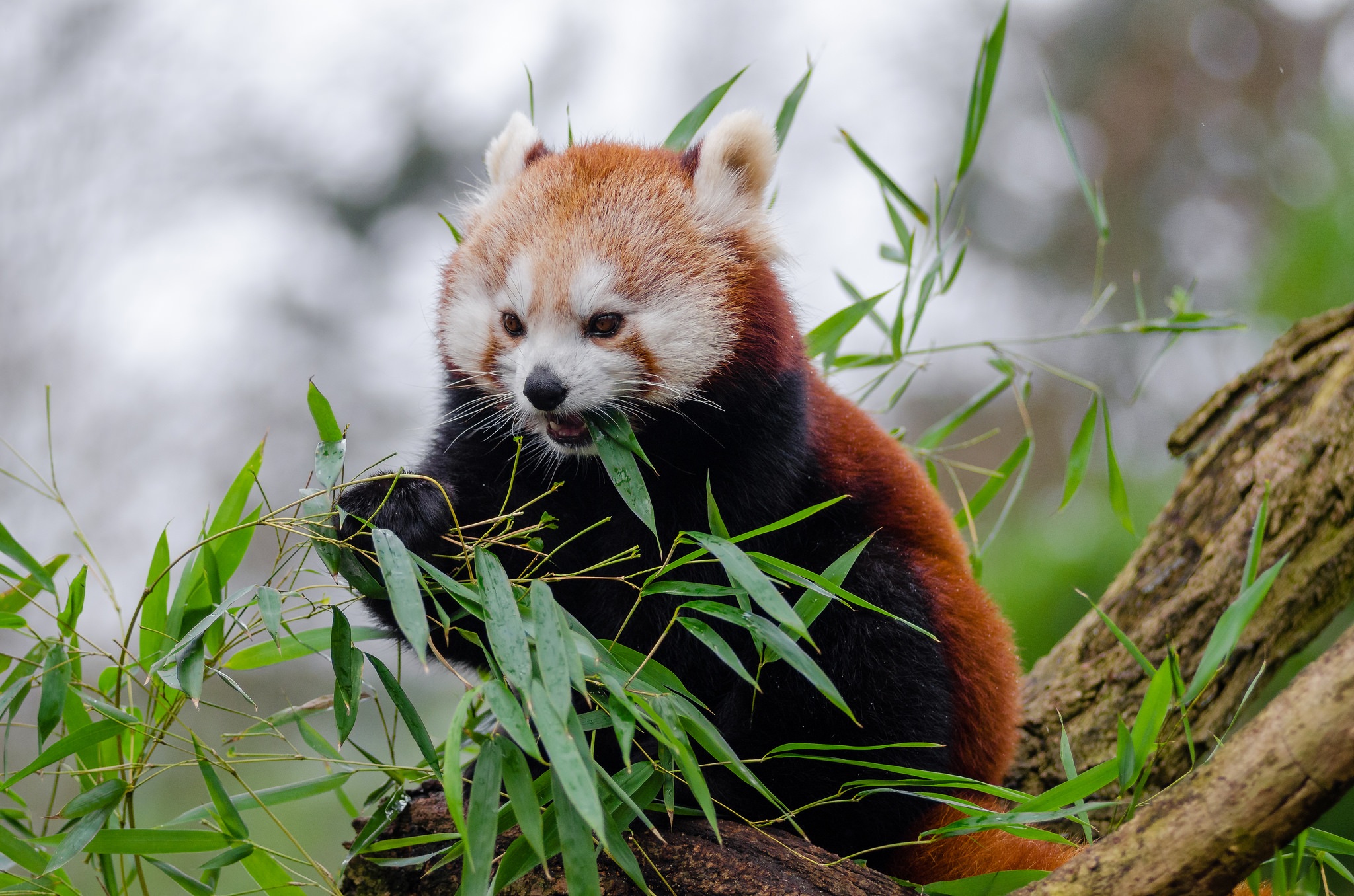 Малая панда чем питается. Красная енотовидная Панда. Малая Панда. Китайская красная Панда. Красная Панда с бамбуком.