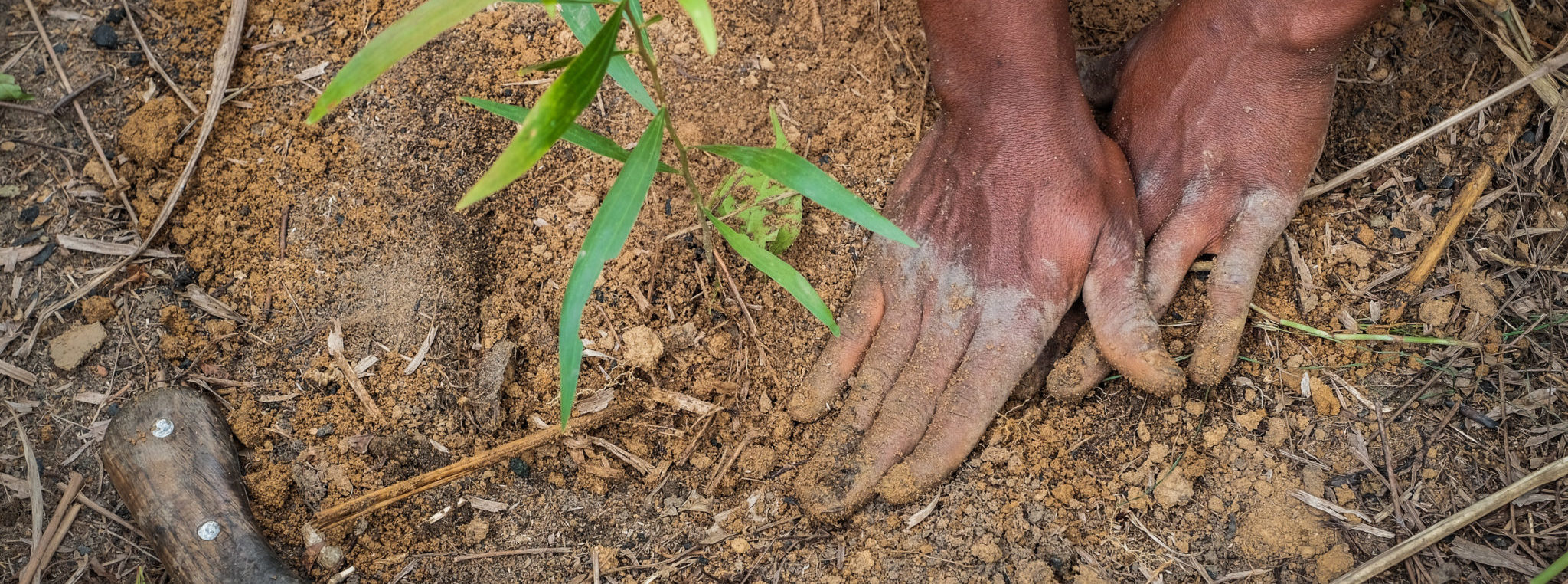 thumbnail of  Dispelling the top seven tree planting misconceptions