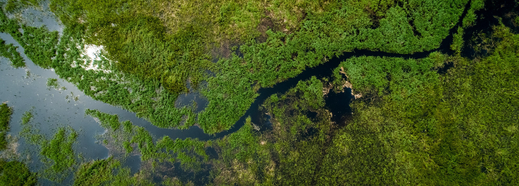 thumbnail of  Peatland forests: the swamps and bogs where tree-planting isn’t clear-cut