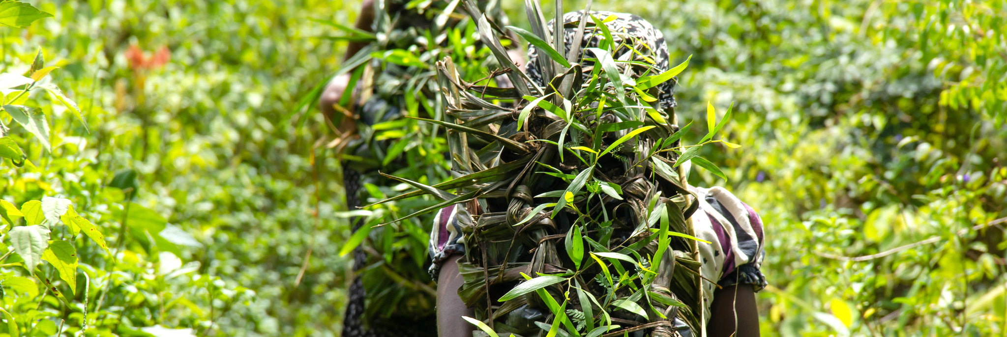 thumbnail of  Drones, dogs, ‘cocoons’ – it’s a new age for tree planting