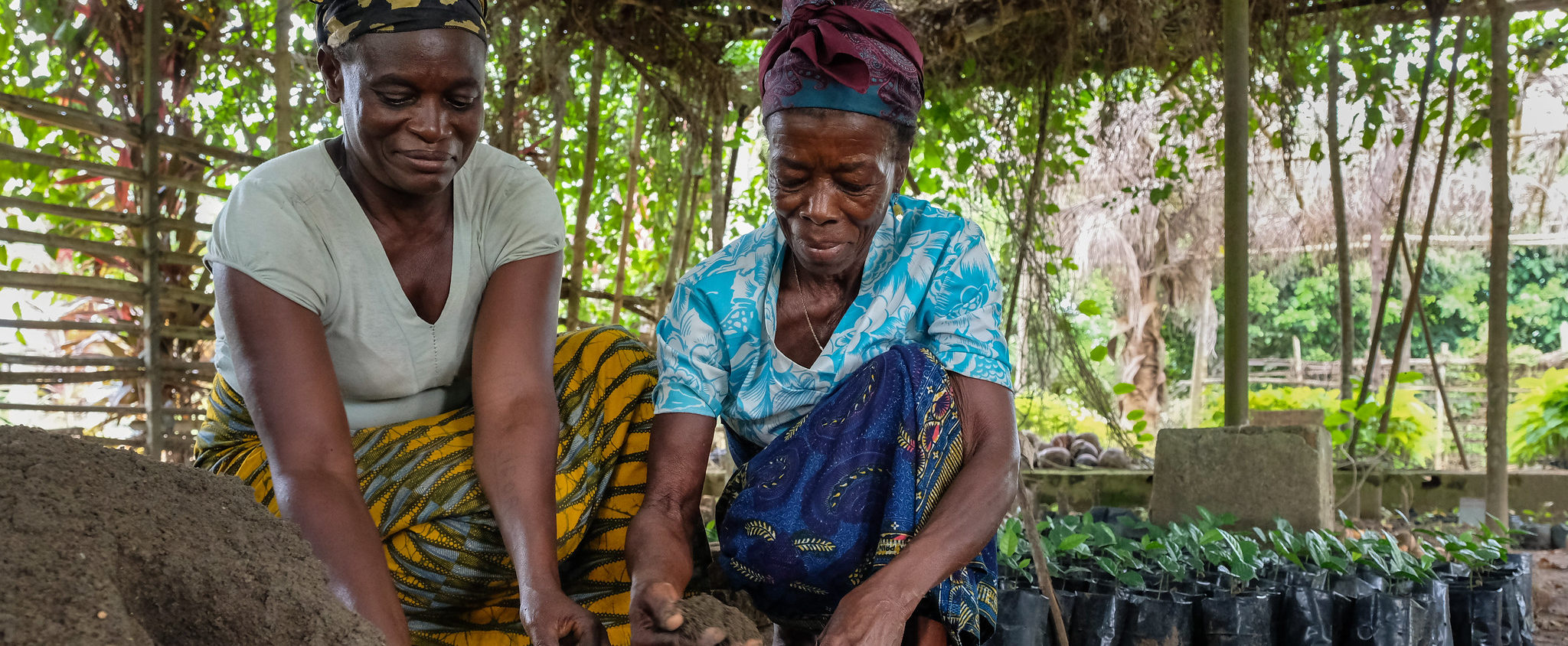 thumbnail of  Science must back initiatives to restore Africa’s forests, say experts