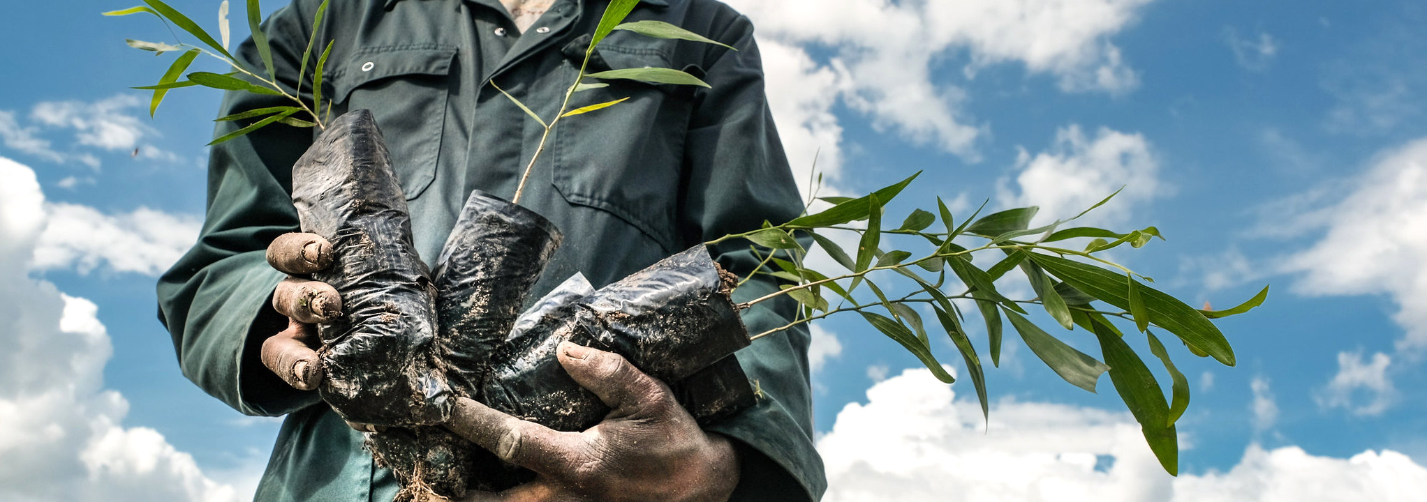 thumbnail of  “I think I shall never see a poem as lovely as a tree.”