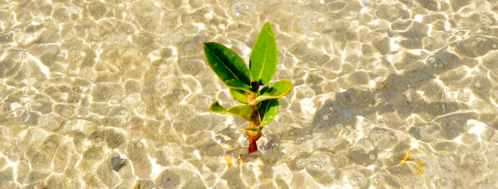 thumbnail of  To plant or not to plant: weighing methods of forest regeneration