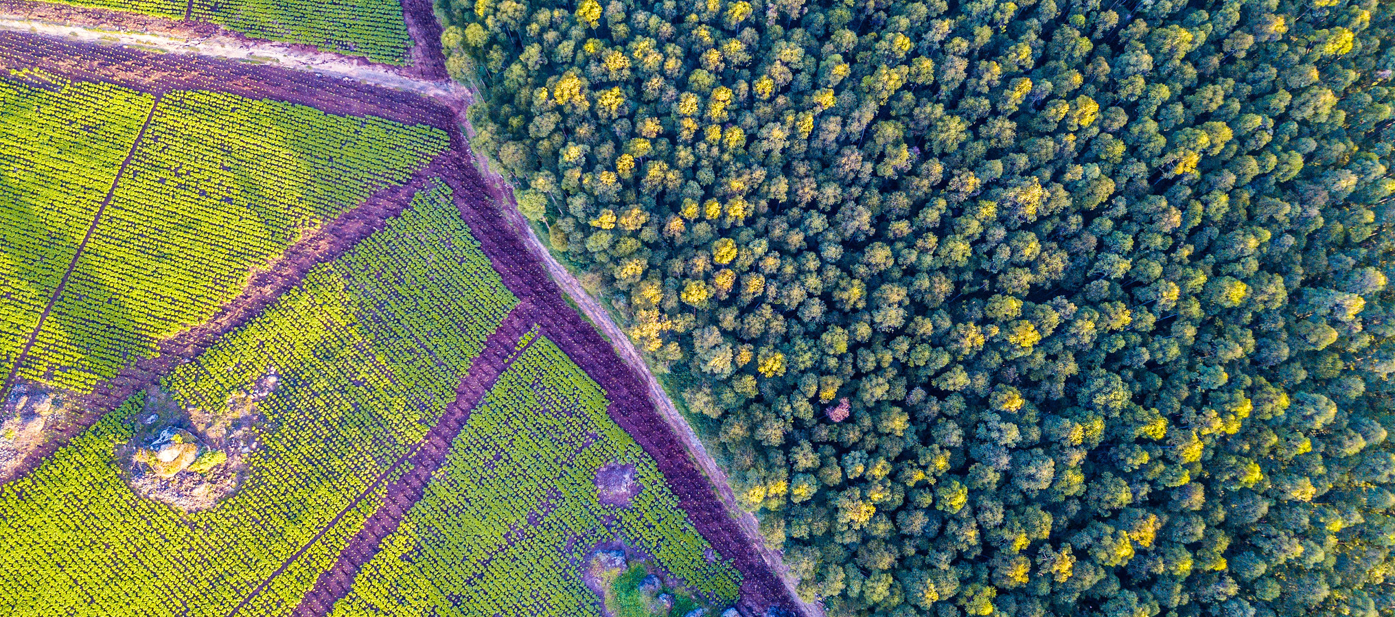 thumbnail of  What do we talk about when we talk about tree-planting?