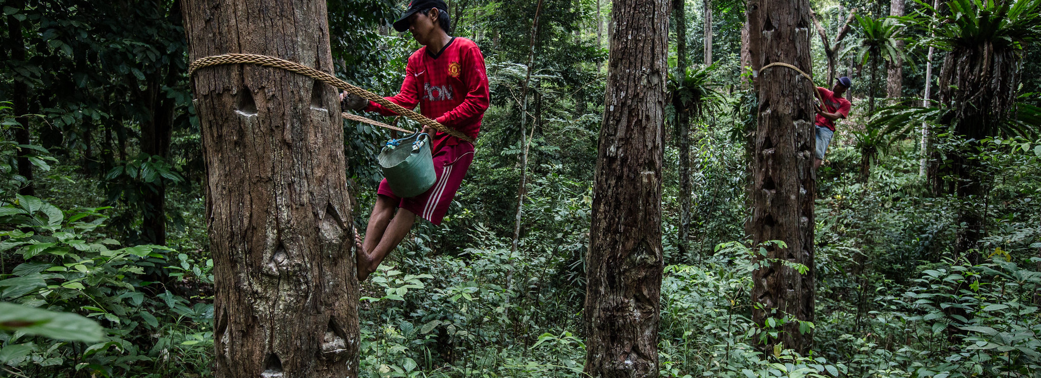 thumbnail of  Best of Landscape News 2020: Forests and Restoration