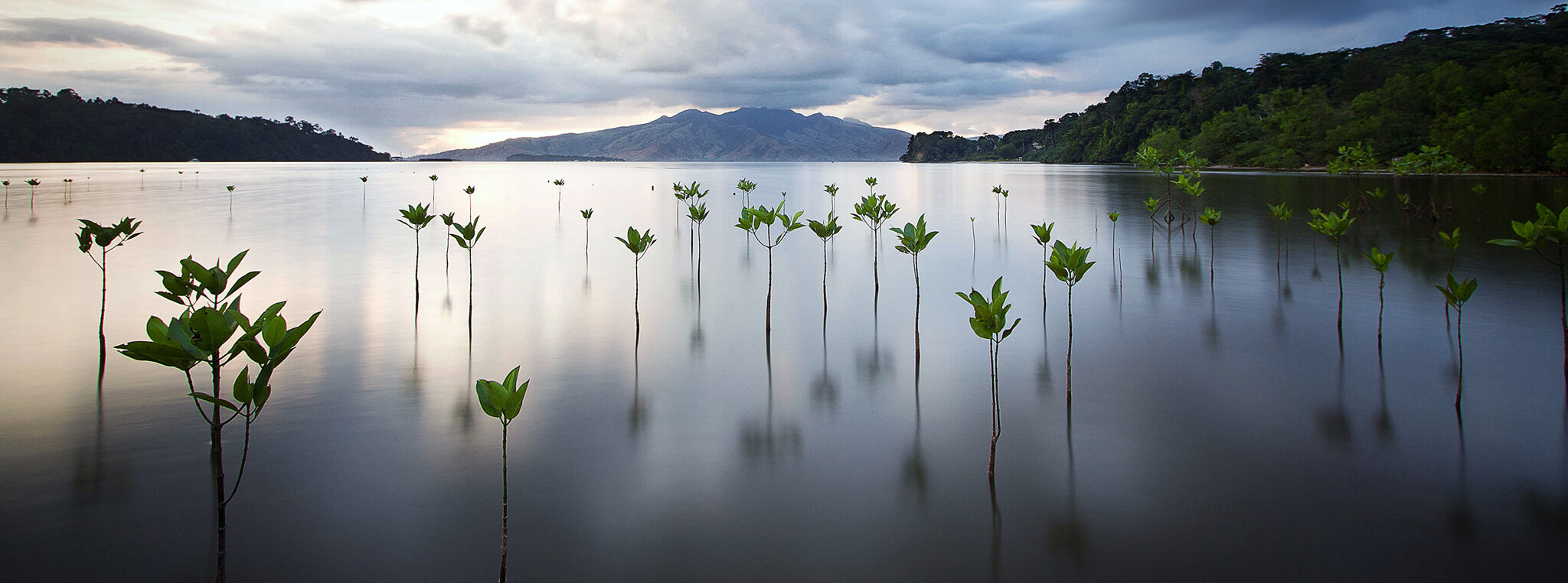 thumbnail of  Reforesting the Earth, one transaction at a time