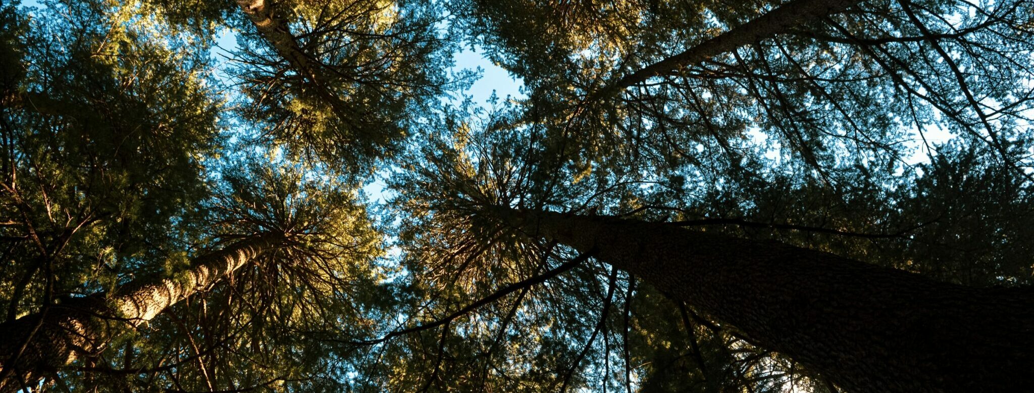 thumbnail of  Pakistan is on its way to planting 10 billion trees. Here’s how