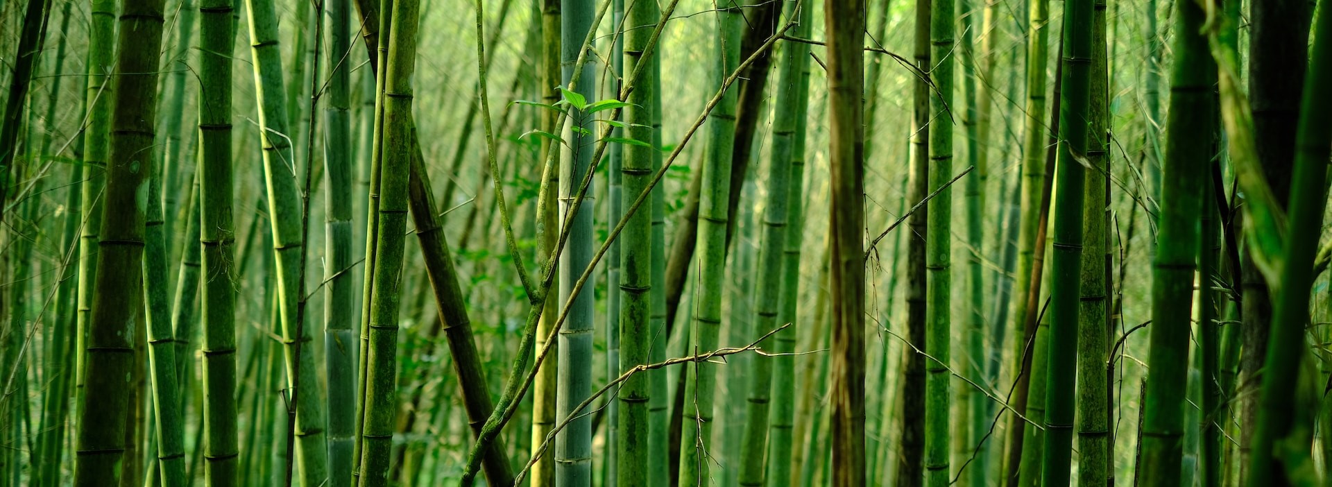 thumbnail of  6 natural climate solutions you should know