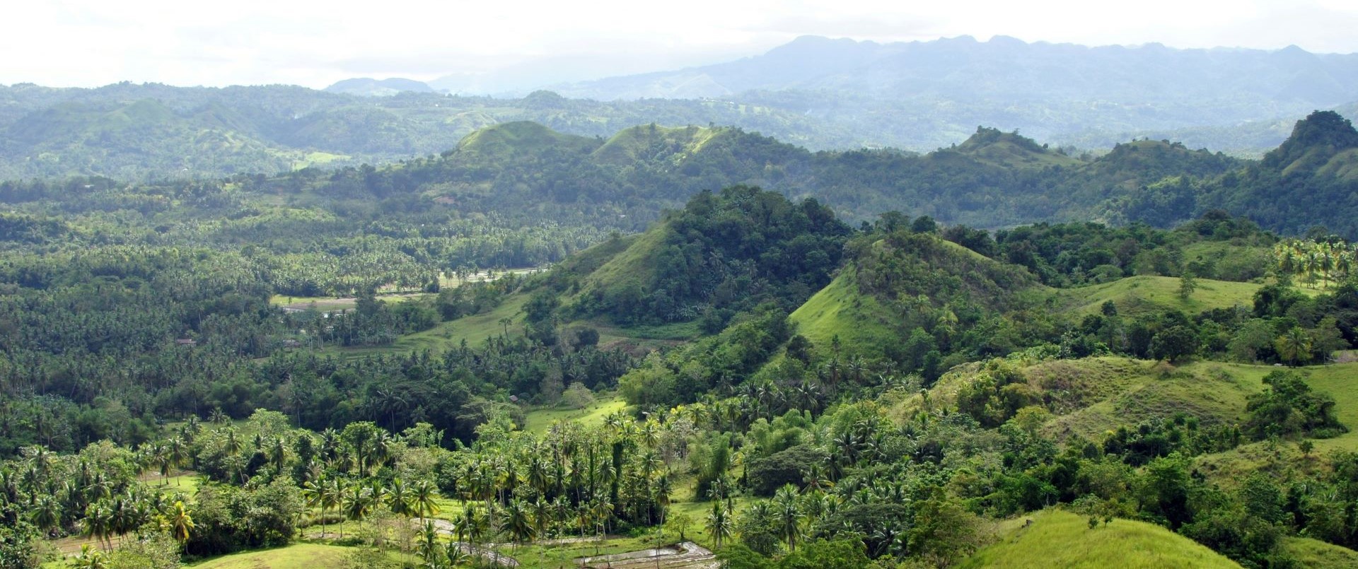 Thumbnail of Rooting out invaders: Why reforestation should prioritize native trees