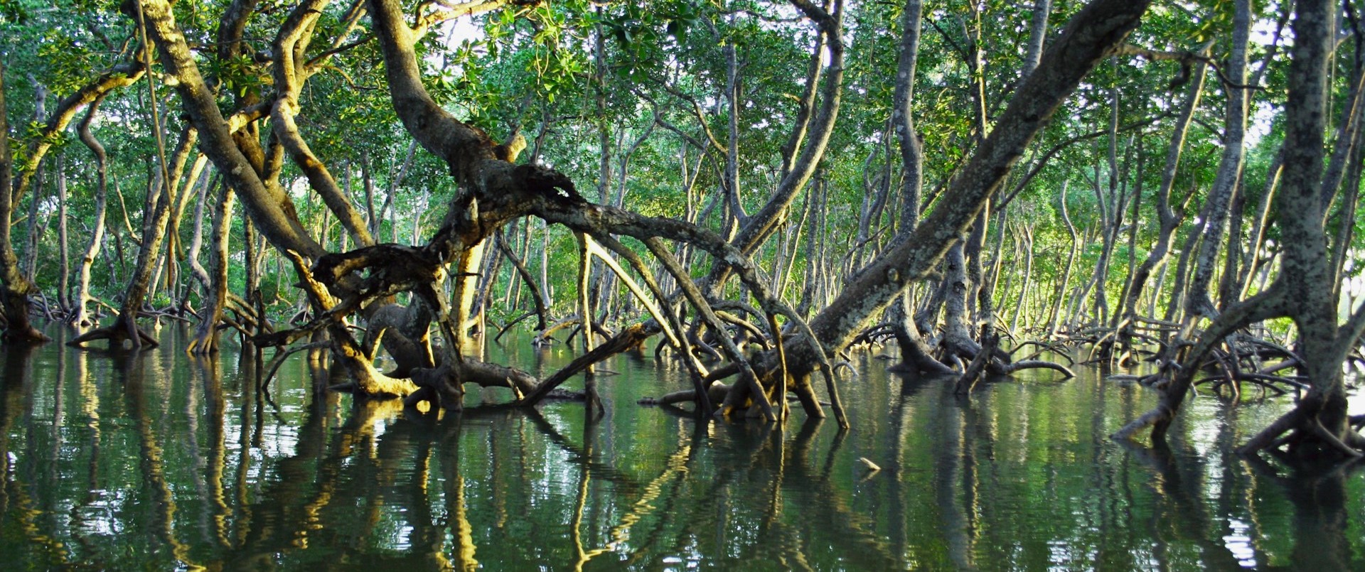 thumbnail of  To conserve or to plant? A deep dive into mangrove management